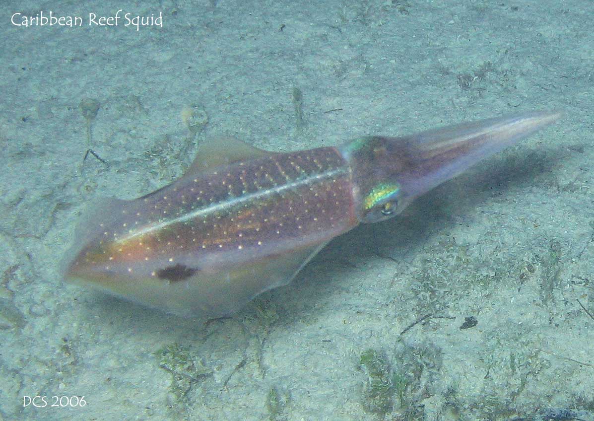 Caribbean Reef squid