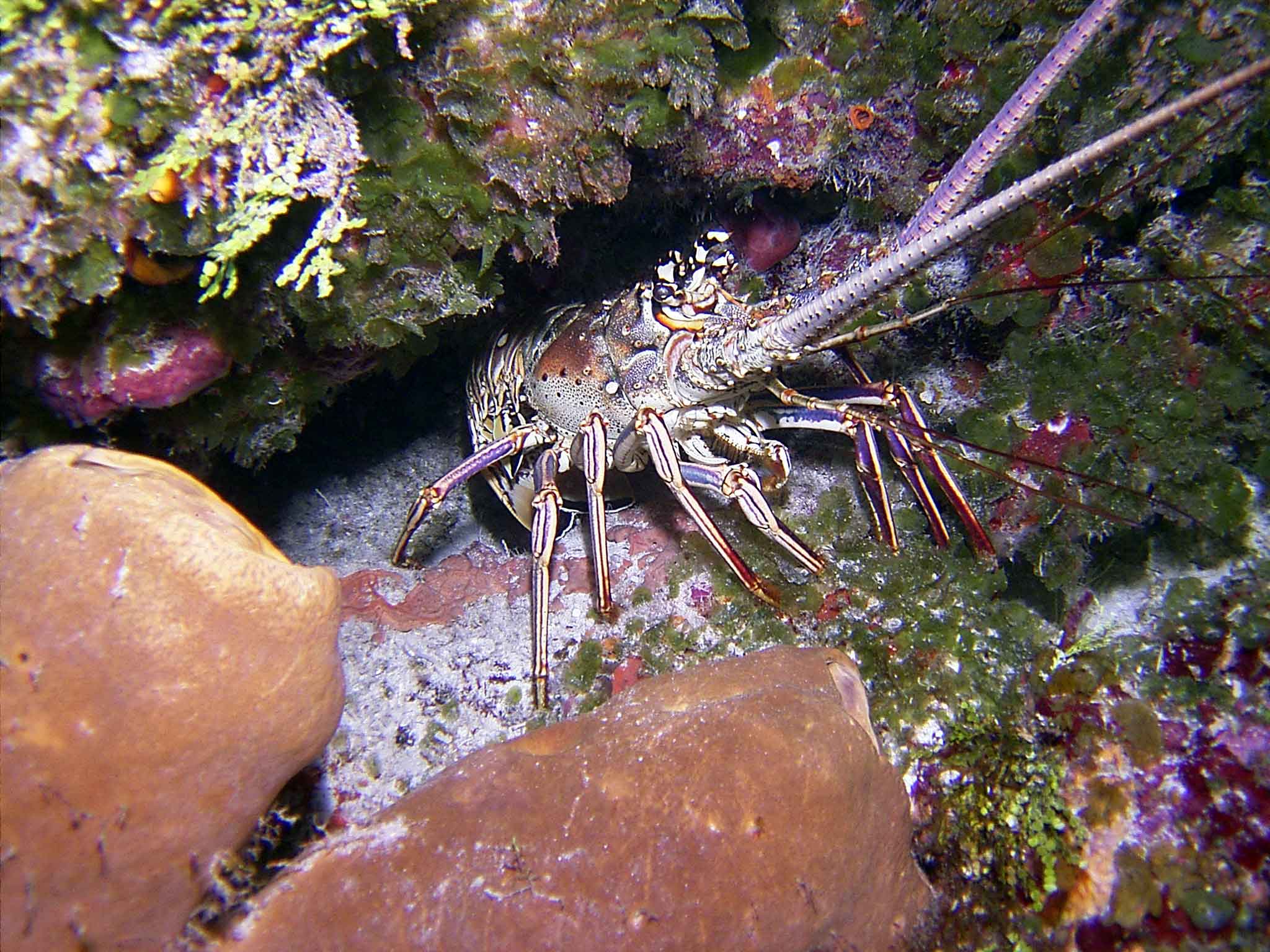 Caribbean-Spiny-Lobster_edi