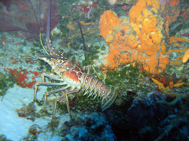 Carribean Lobster