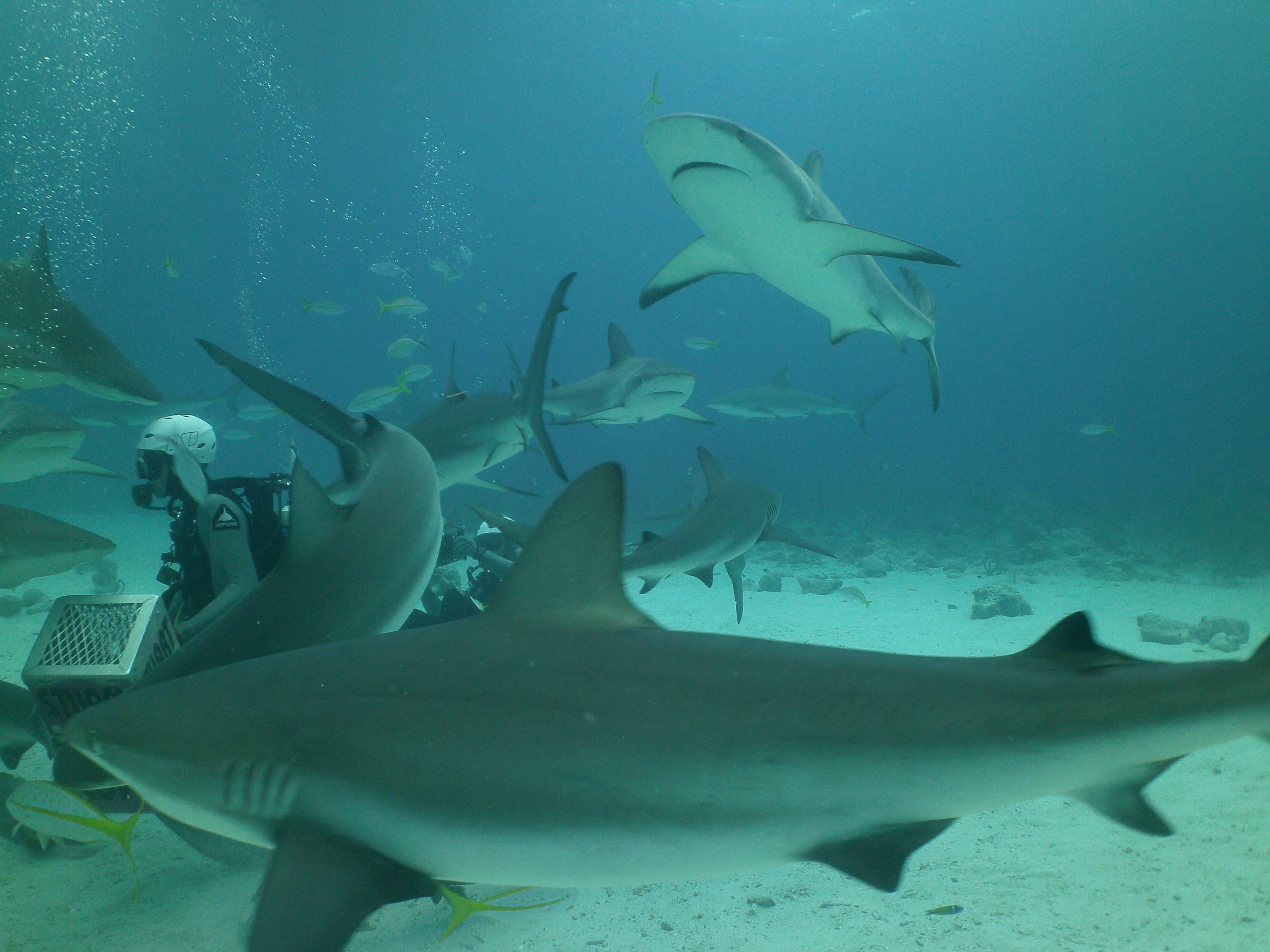 Carribean Reef Sharks