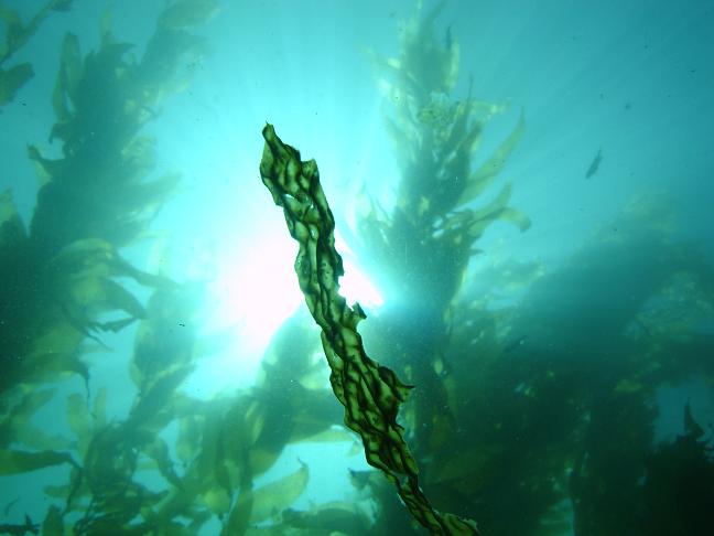 Catalina Kelp Forest
