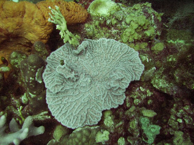 Catus Coral