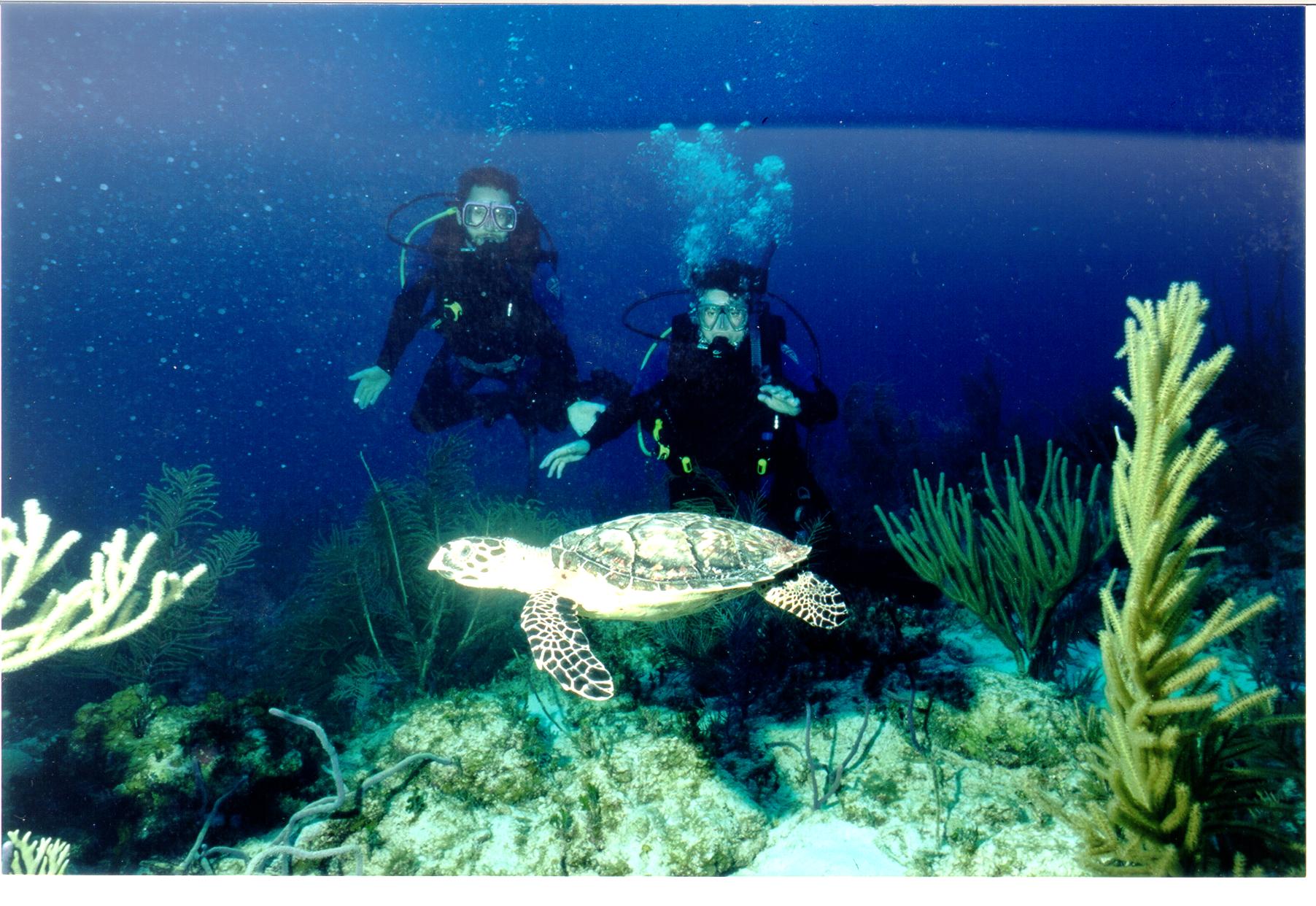 Cayman Brac turtle