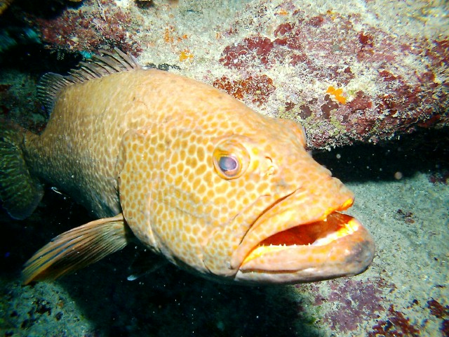 Cayman Brac Underwater - Grouper Close-Up