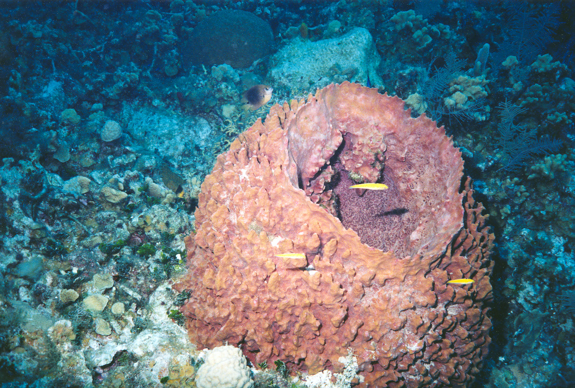 Caymans - Barrel Sponge