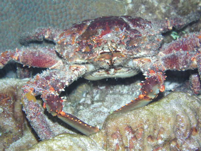 Channel  Clinging Crab .