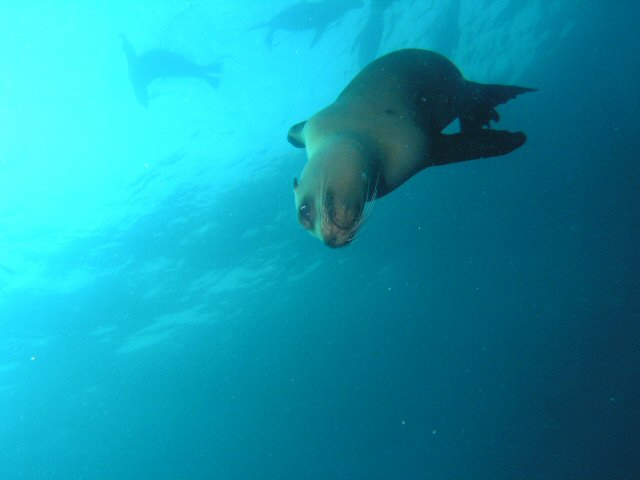 Channel Islands Sea lion