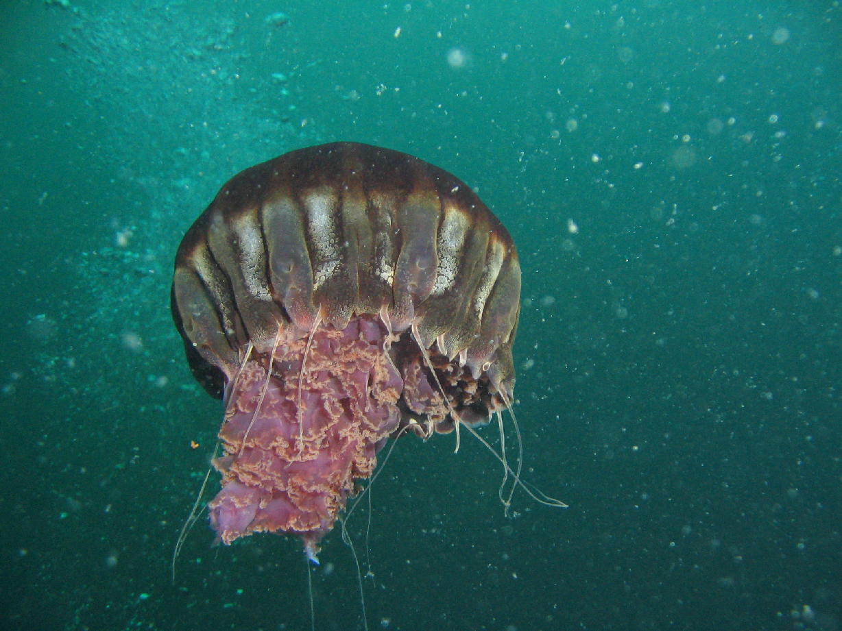 ( Chrysaora achlyos ) jellyfish
