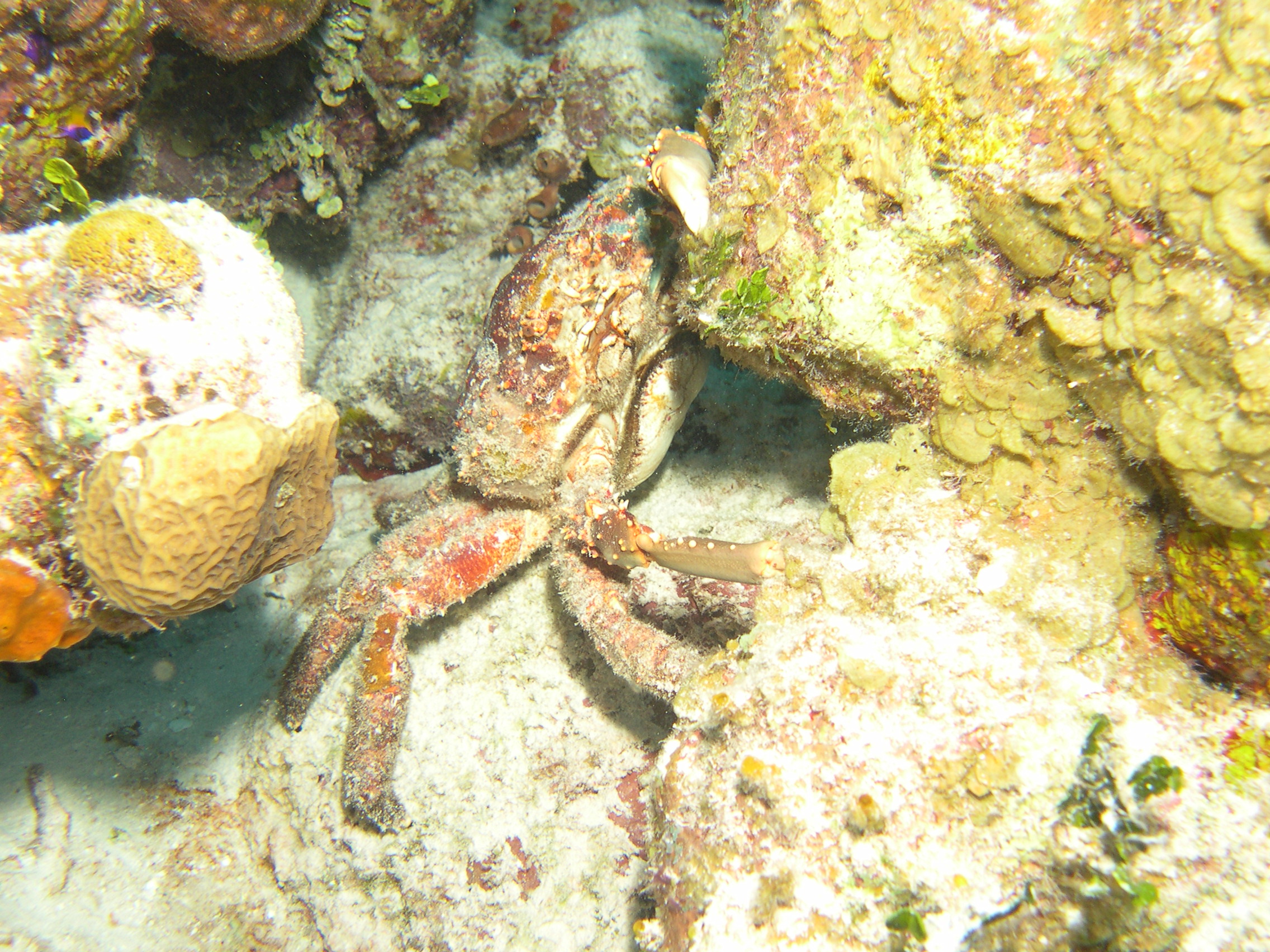 Clinging Channel Crab