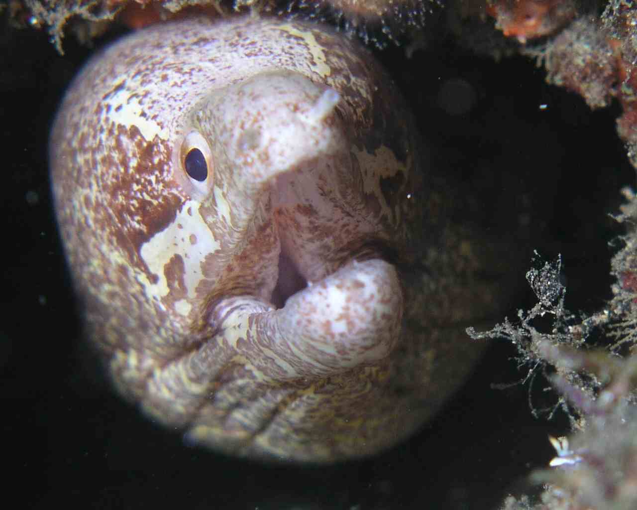 Close up of an eel at Lembeh