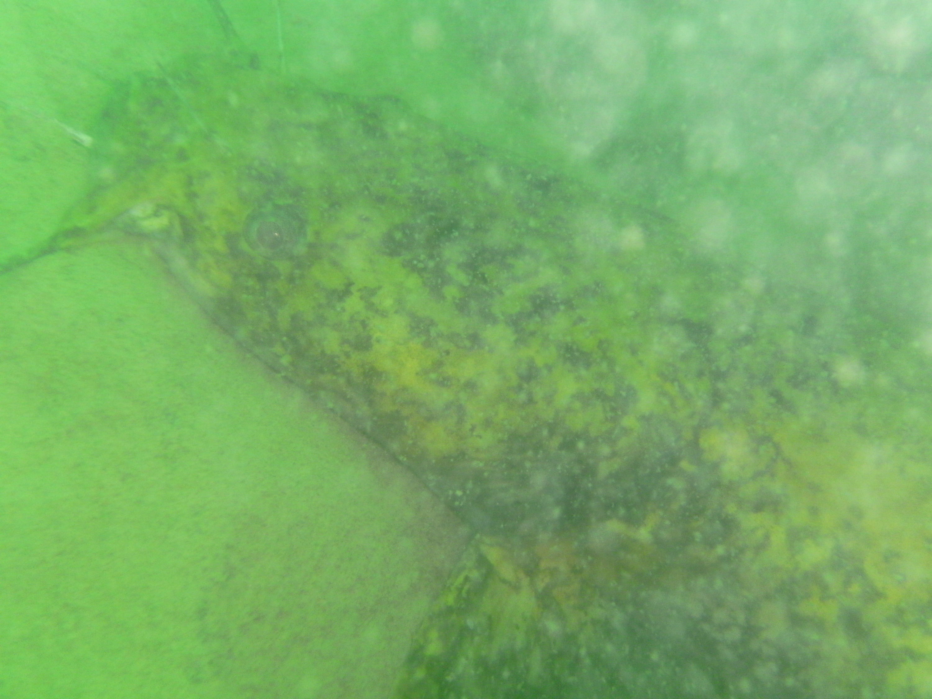 Closeup of Catfish in South Holston Lake