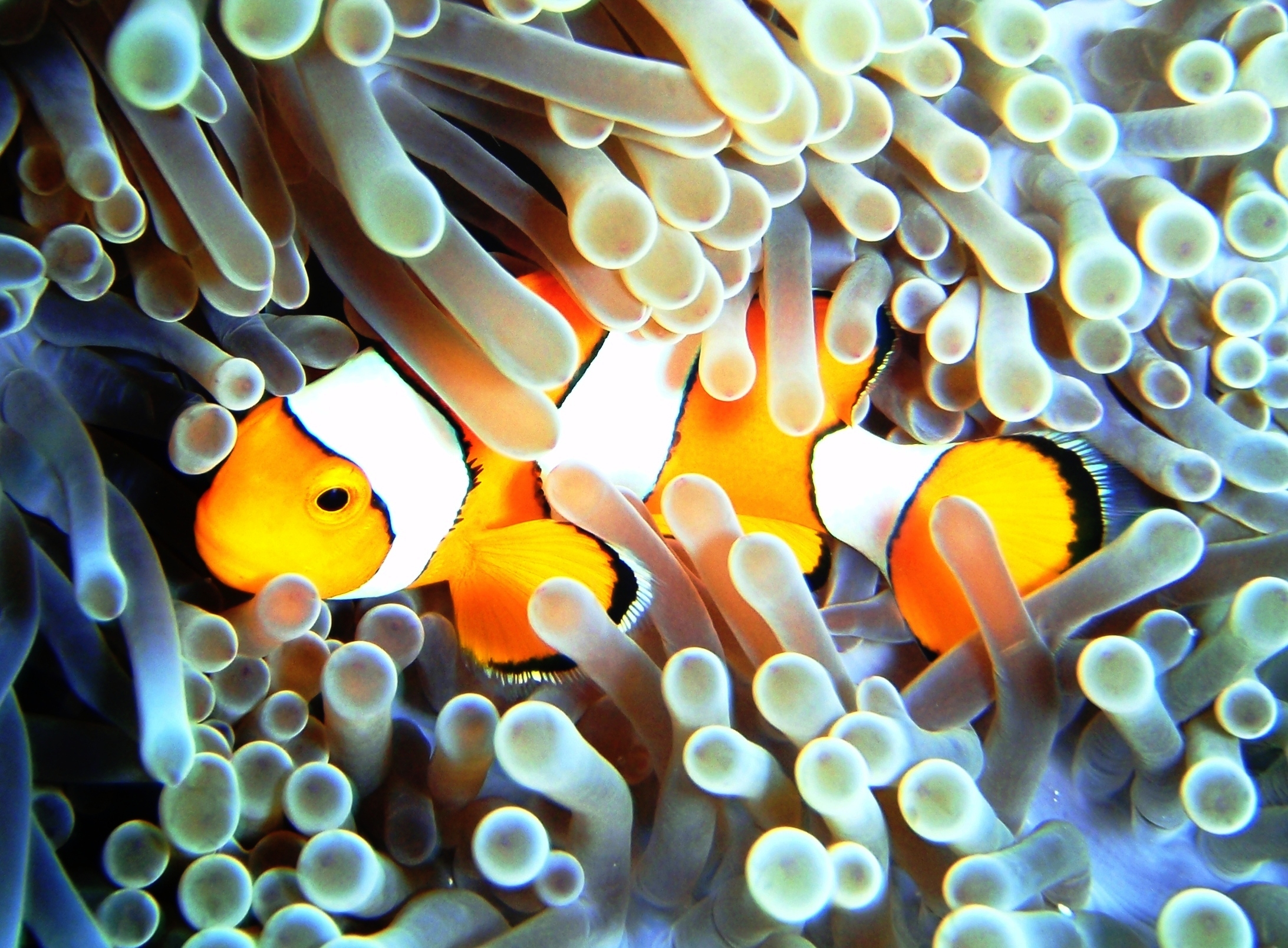 Clownfish, Similan Islands, Thailand