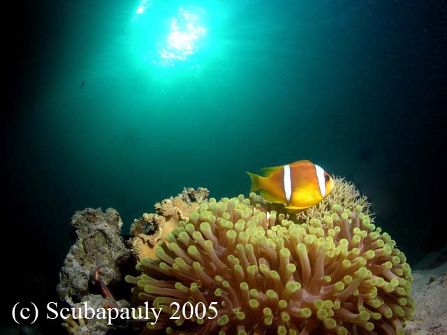 Clownfish_South_Lagoon_Tiran_1-09-05