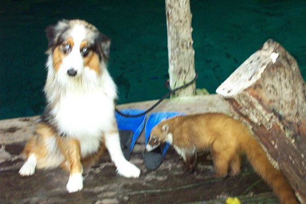 Coati Thieves Scubagear and Molests a Tied Dog