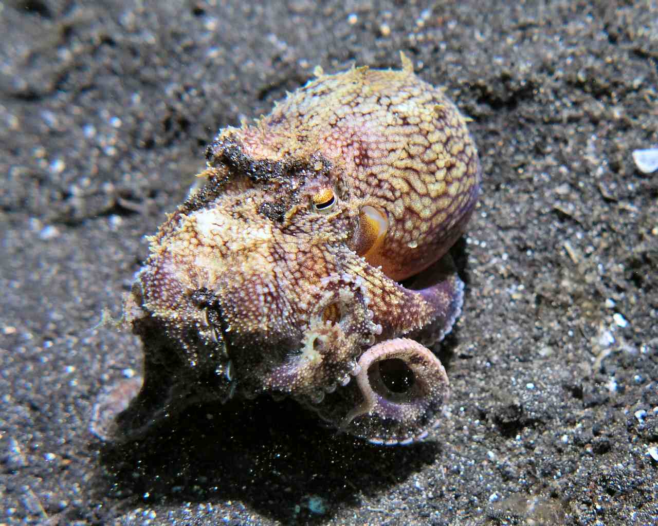 Coconut Octopus at Lembeh