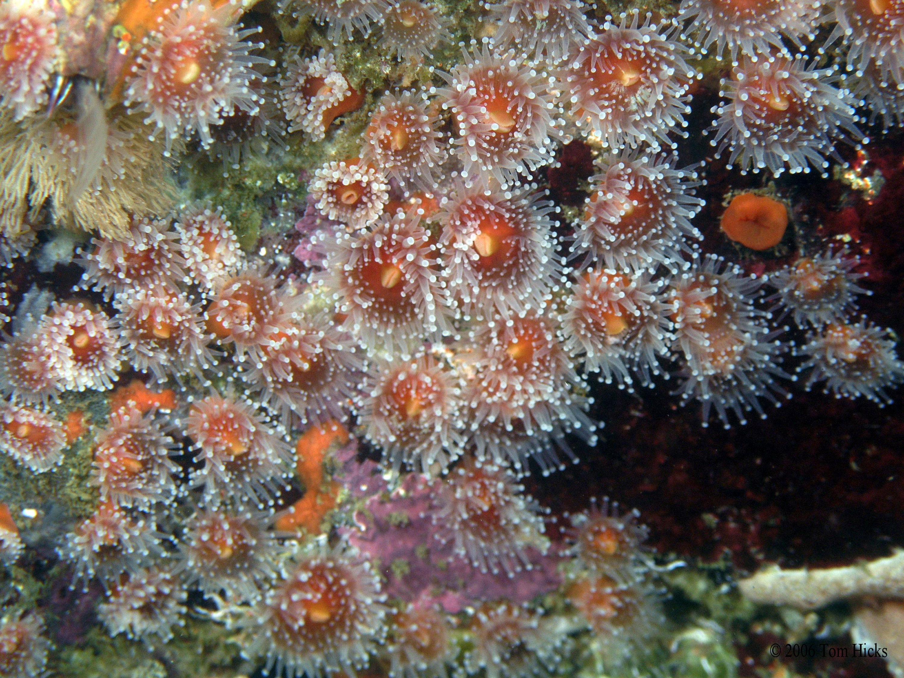 colonial Sea Anemone