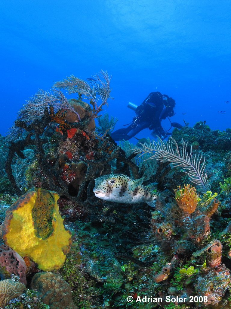 Colorful Bahamas Porcupinefish On Reef