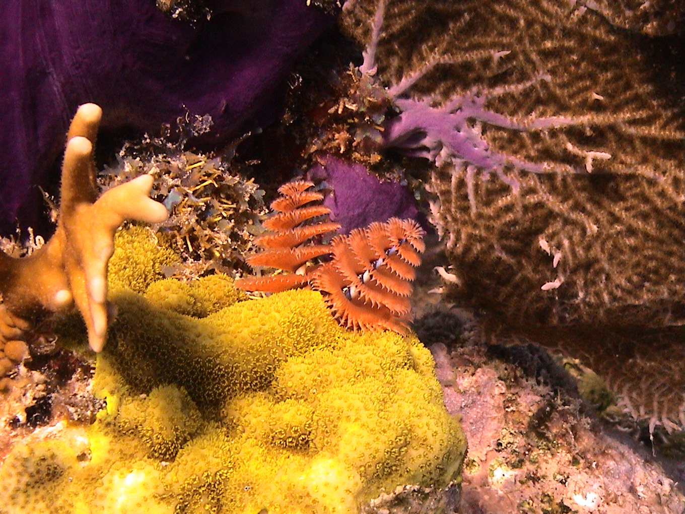 colors of molasses reef