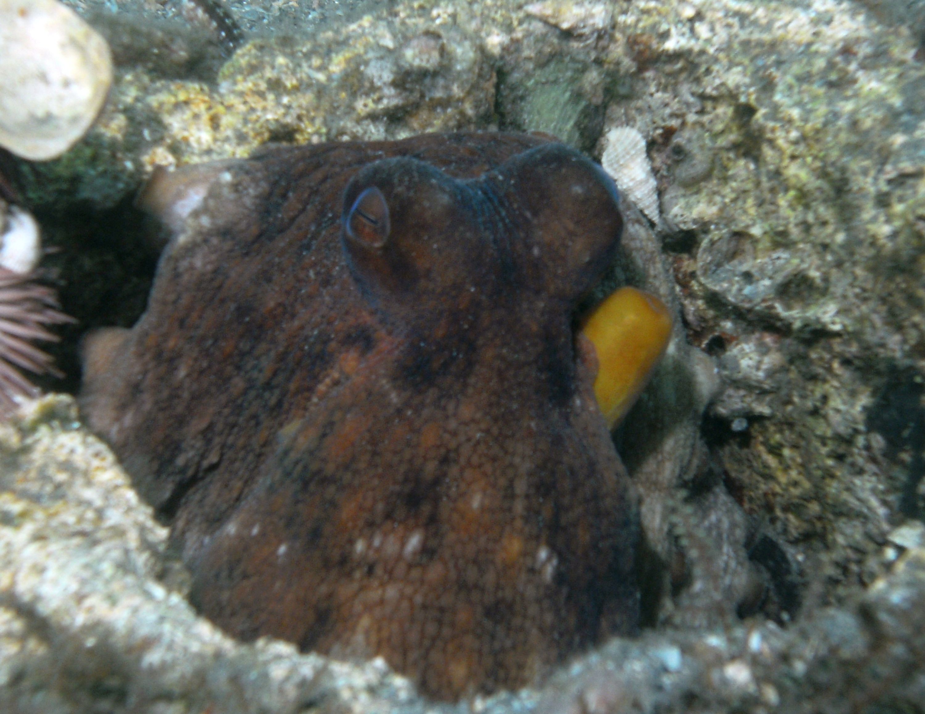 common octopus