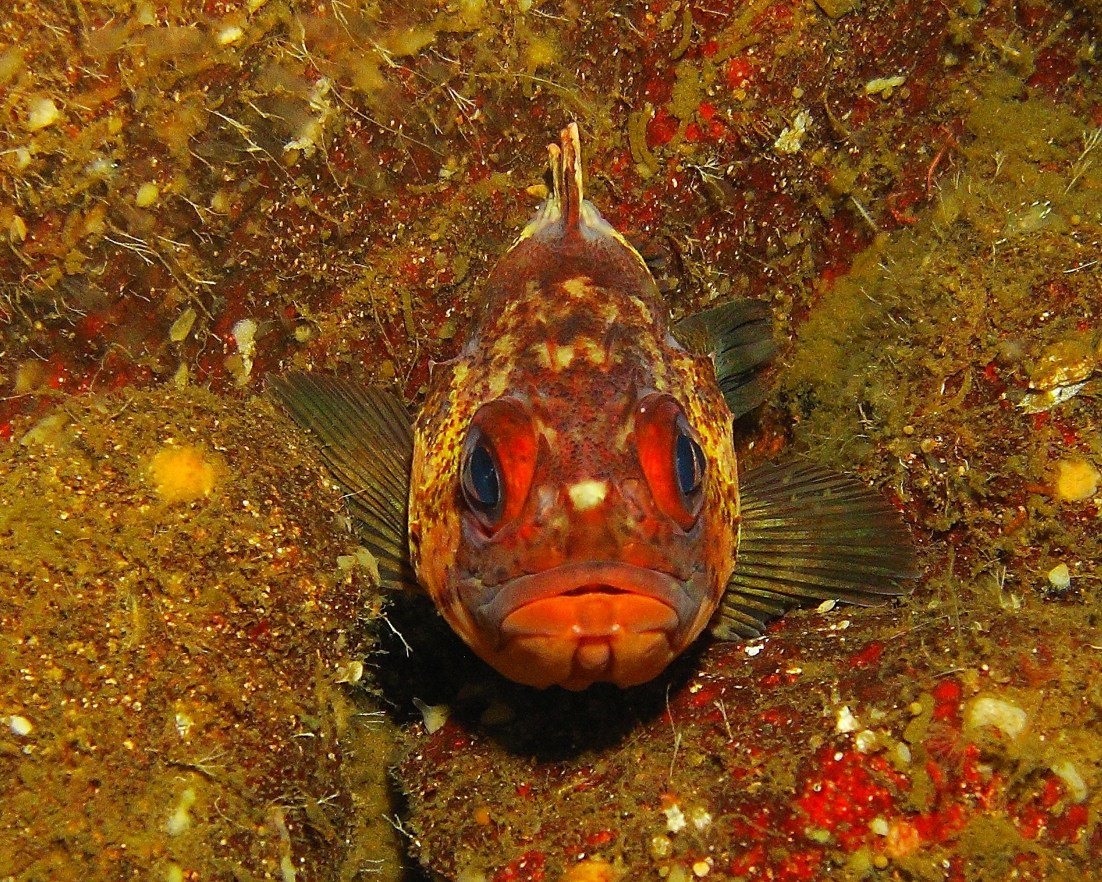 copper rock fish