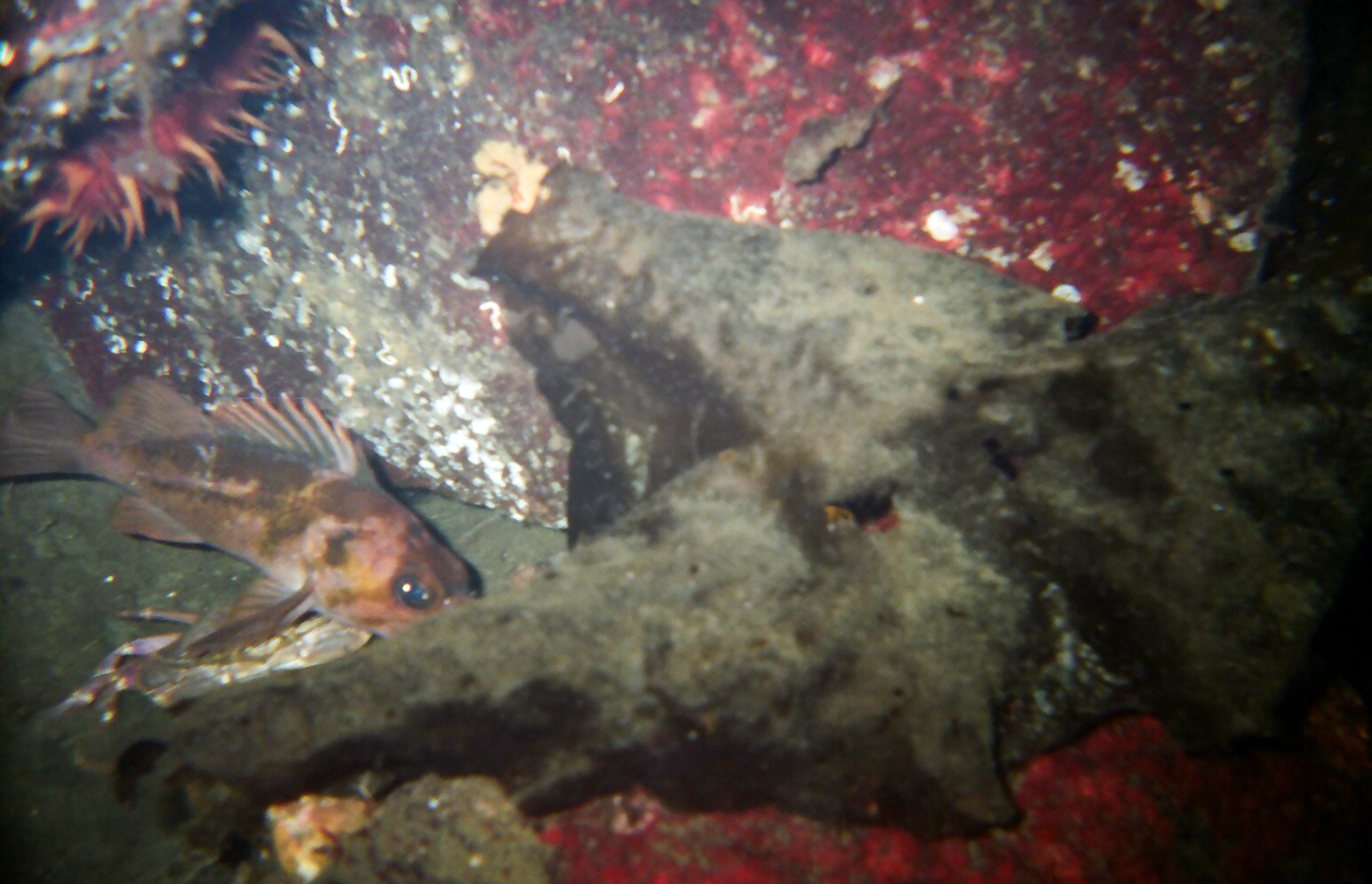 Copper Rockfish, Sea Cucumber, Crab
