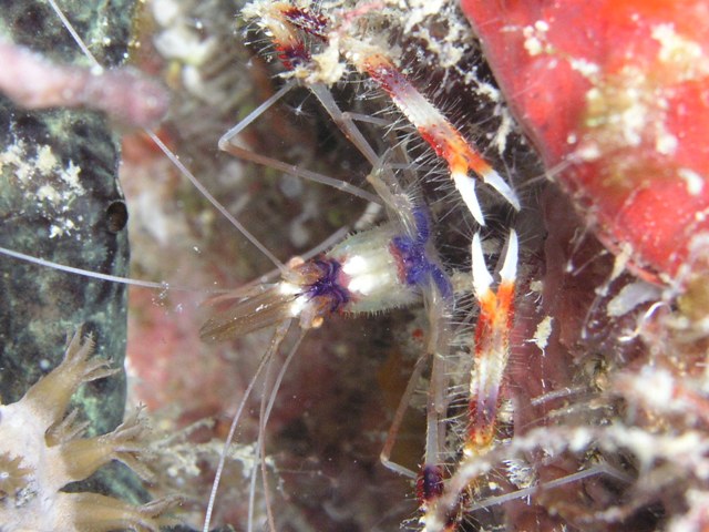 Coral banded or Boxer shrimp?