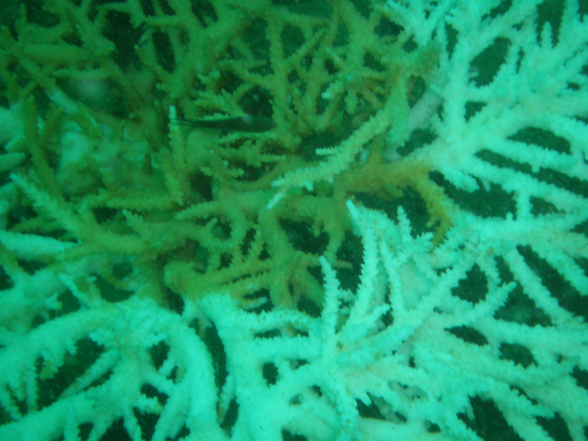 Coral Bleaching in Thailand