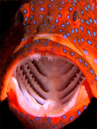 Coral Cod Open Wide