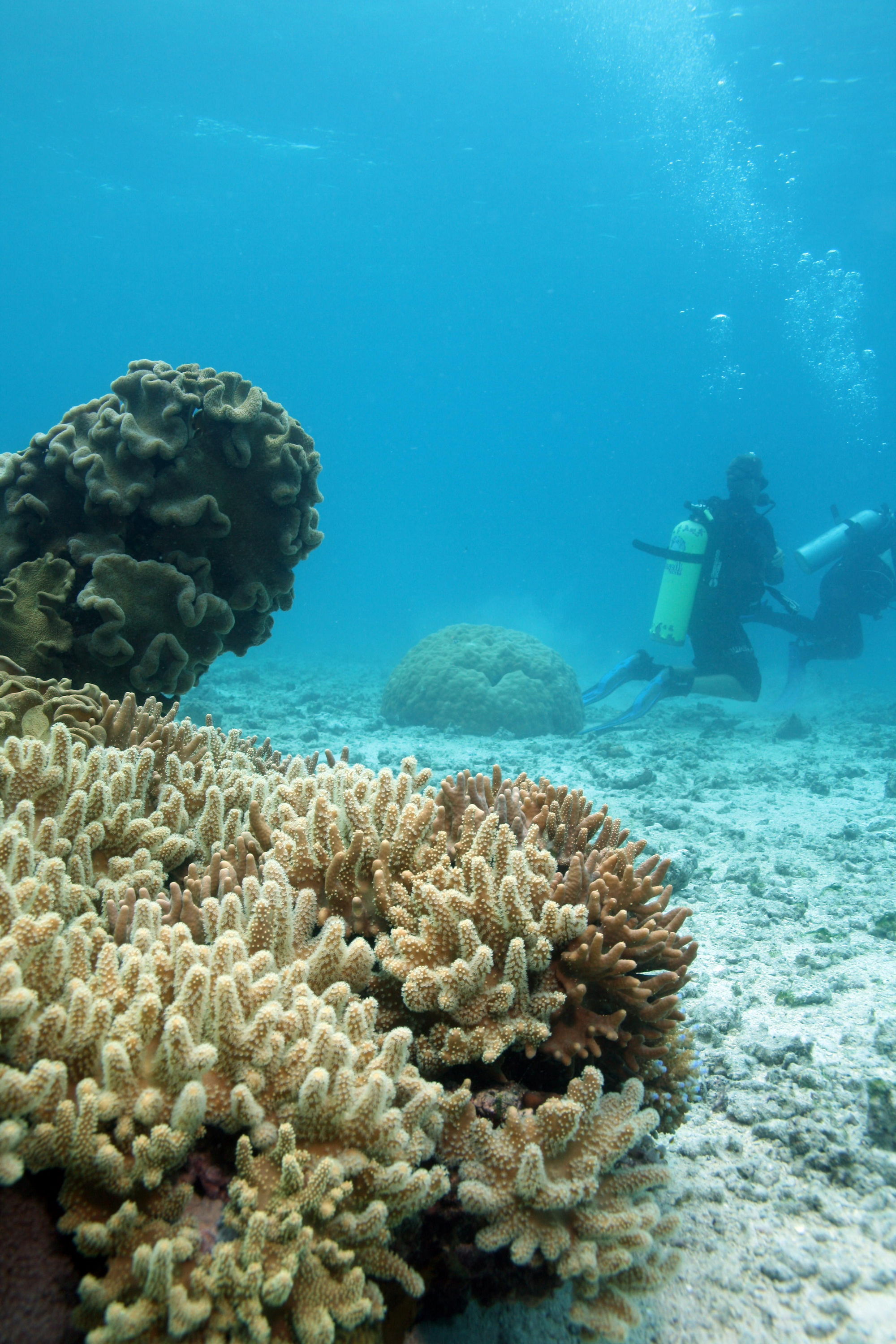 coral head and kneeling divers