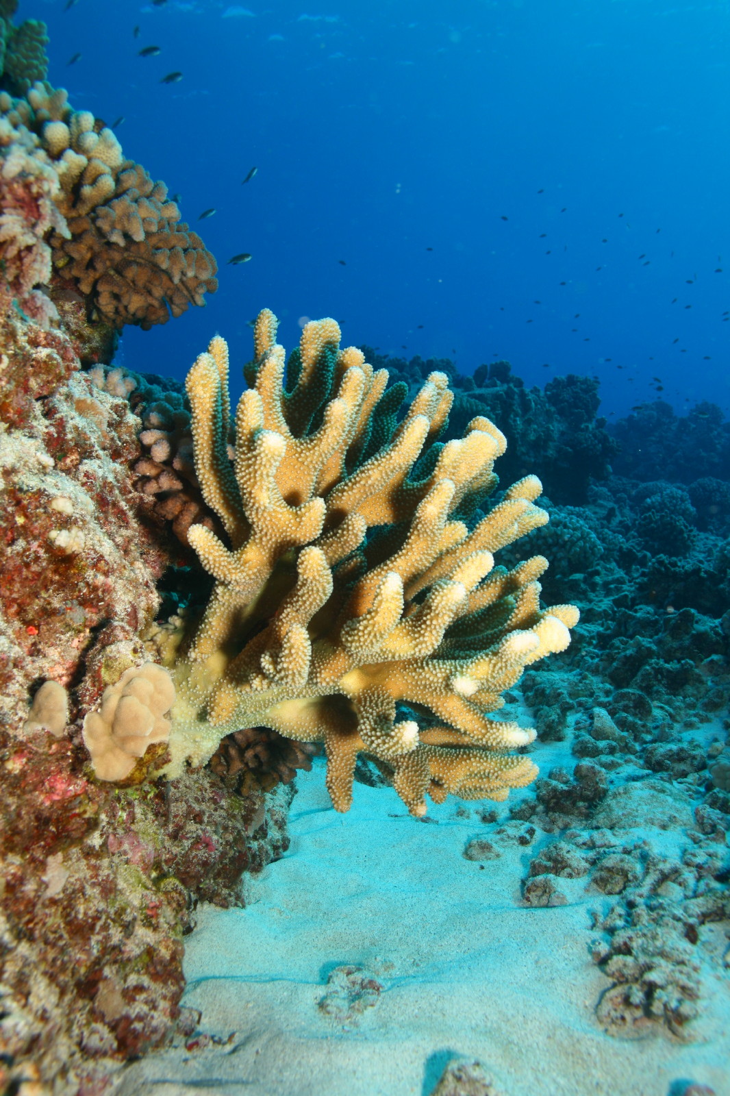 Coral Head / Kona