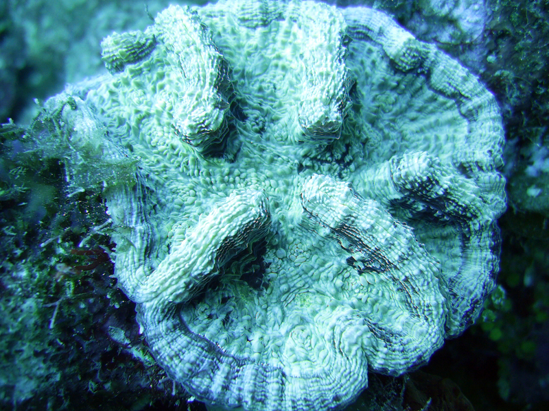 Coral In Roatan