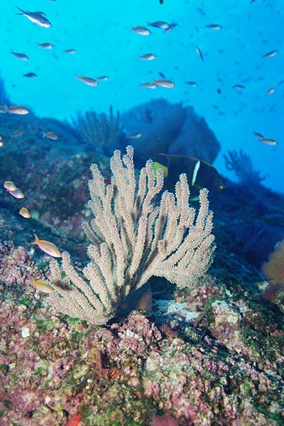 Coral on Reef at Las Animas