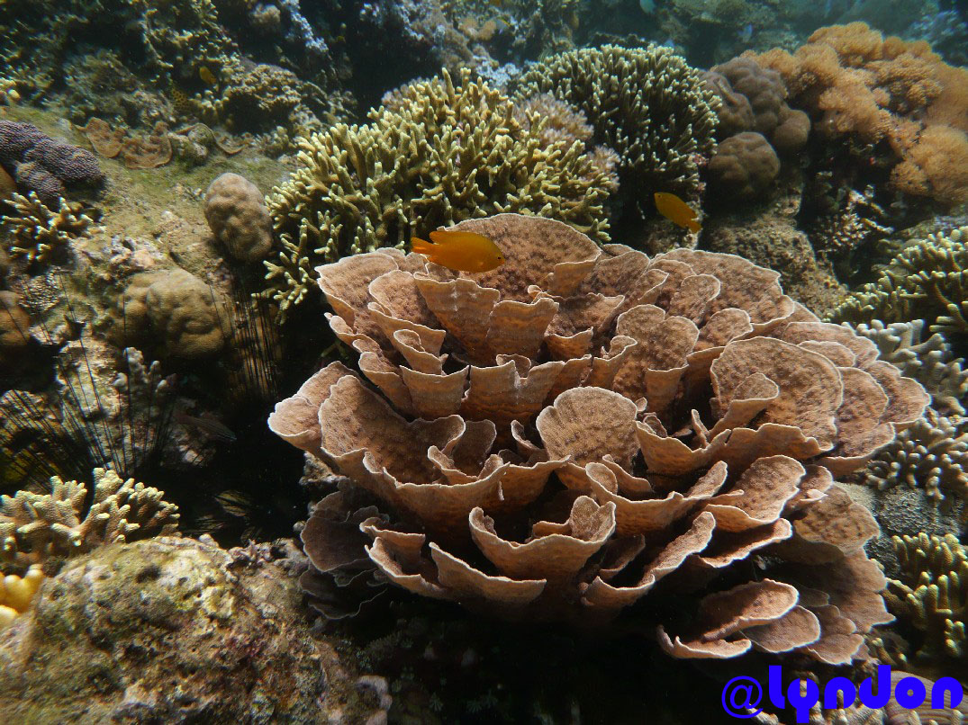 Coral Reef Punta Bilar