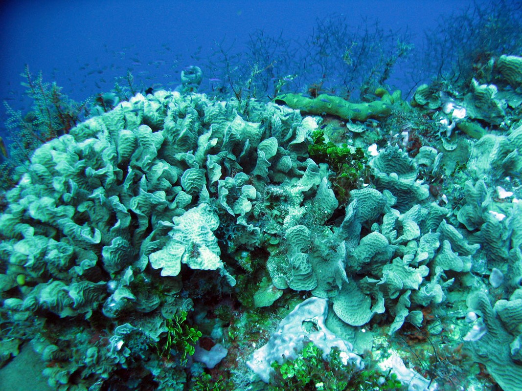 Coral Reefs on Cozumel