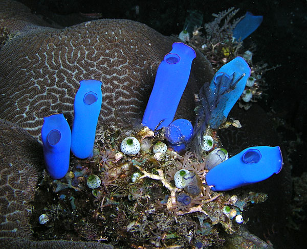 Coral Sentinels
