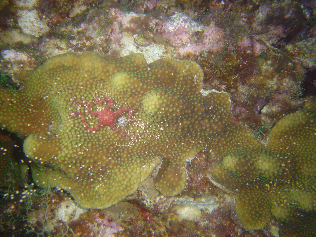 Coral Spawn Feeding