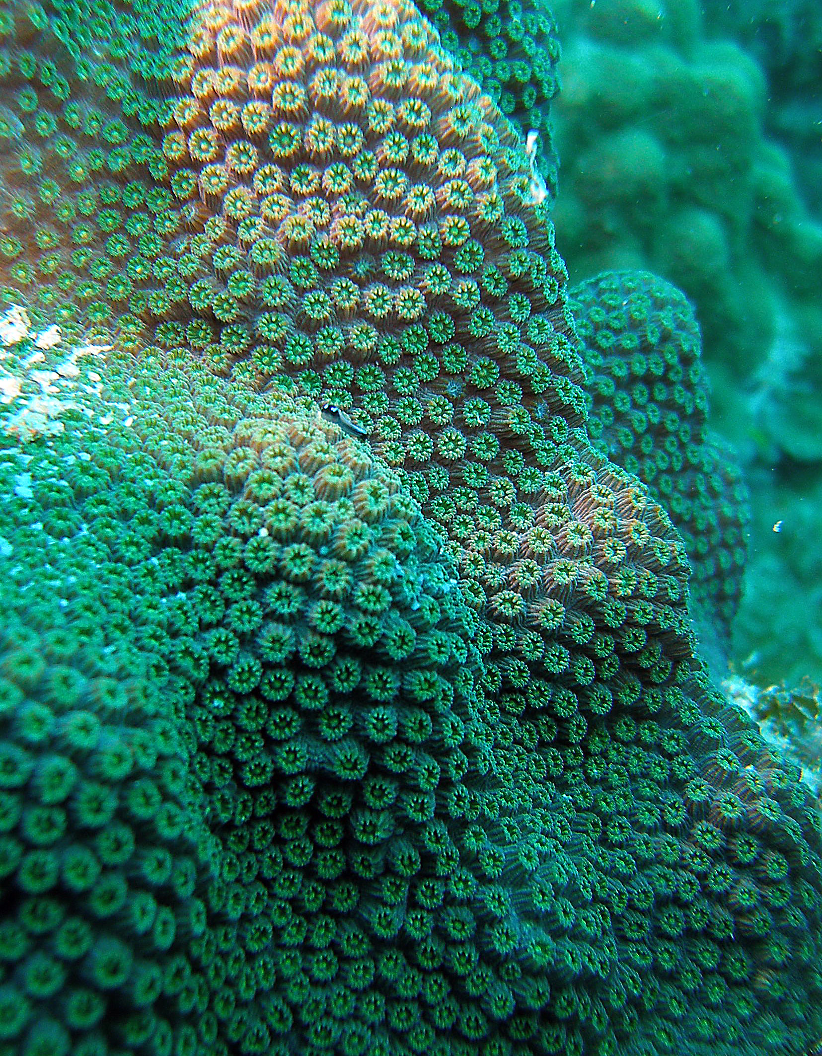 Coral Spores
