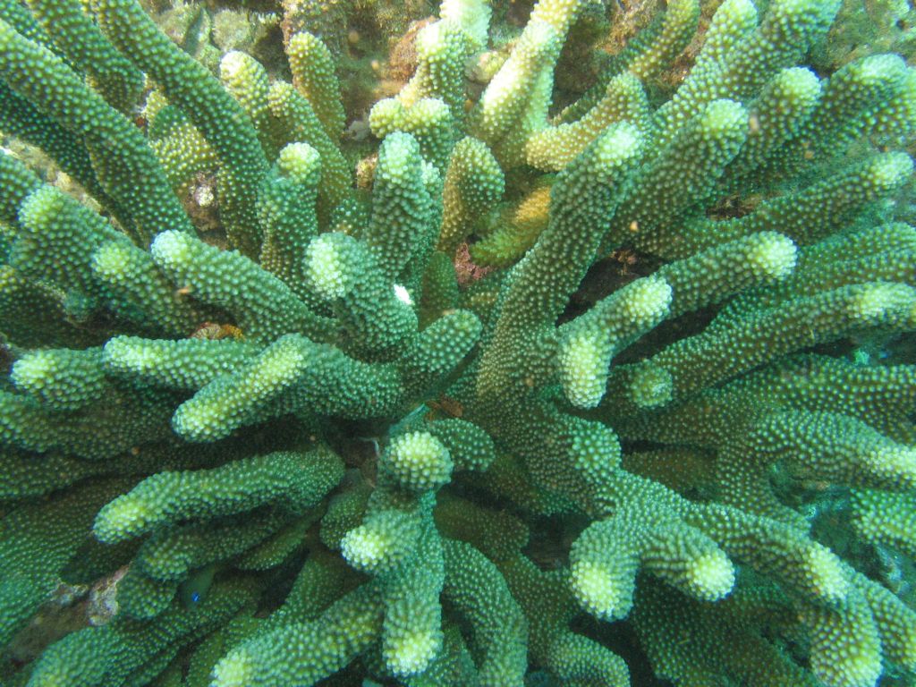 Coral with little crabs
