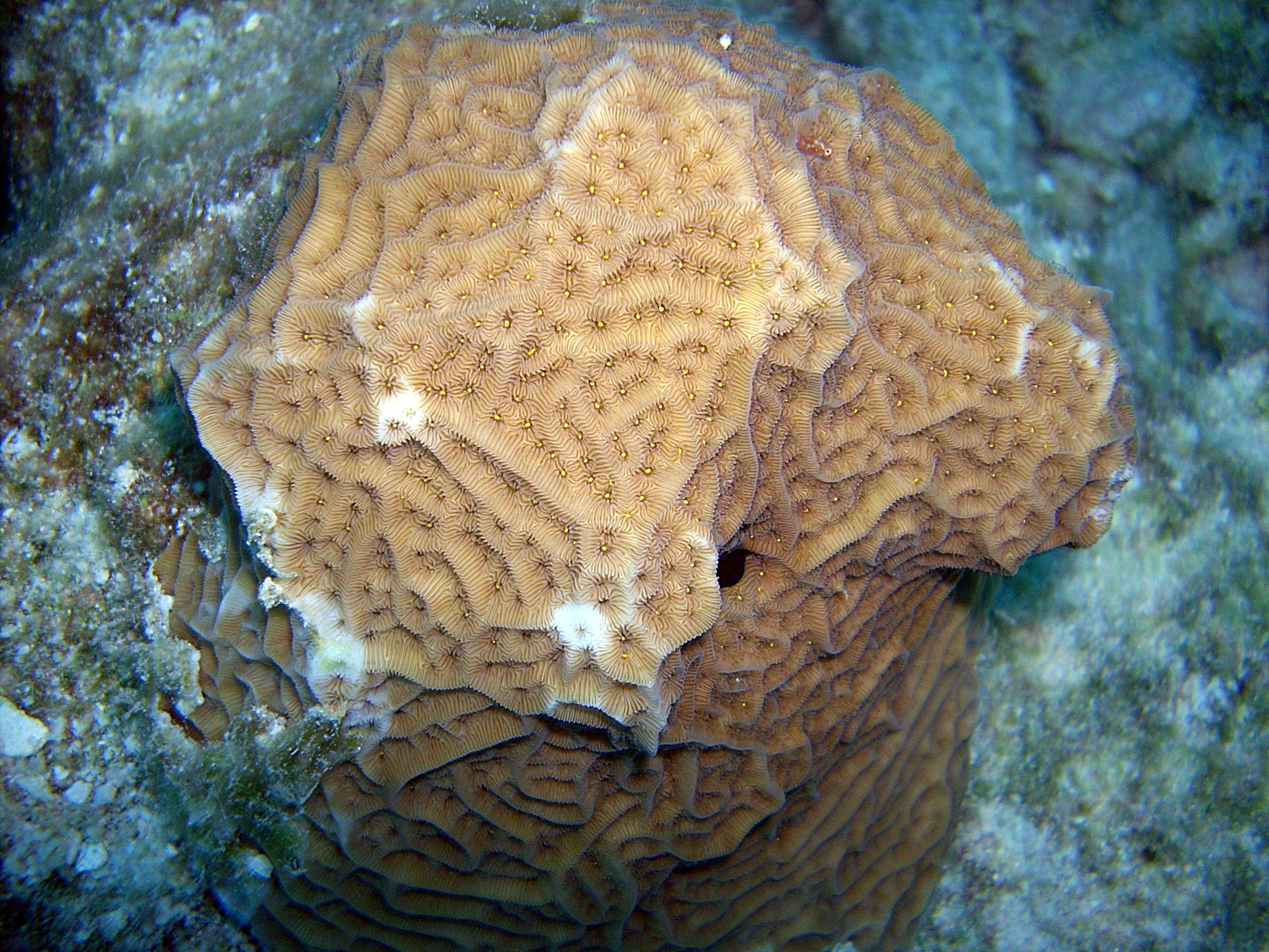 Coral24
