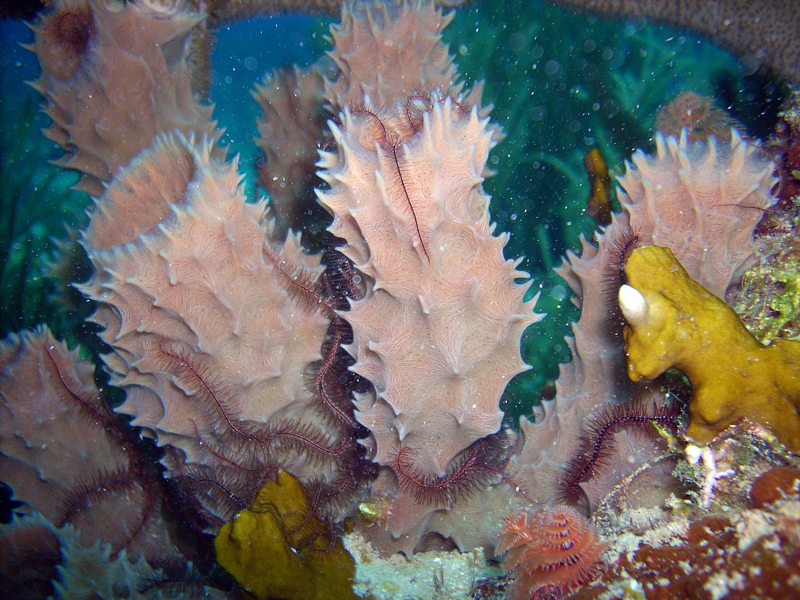 coral_seastar