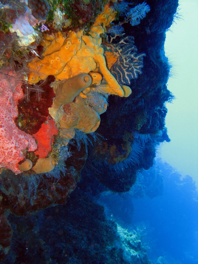 Corals and Sponges on Santa Rosa