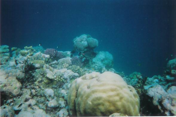 Corals from the red sea