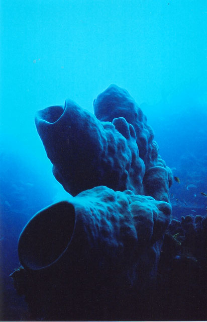 Corals in Roatan