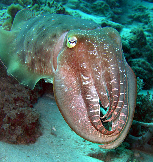 Coy Cuttlefish