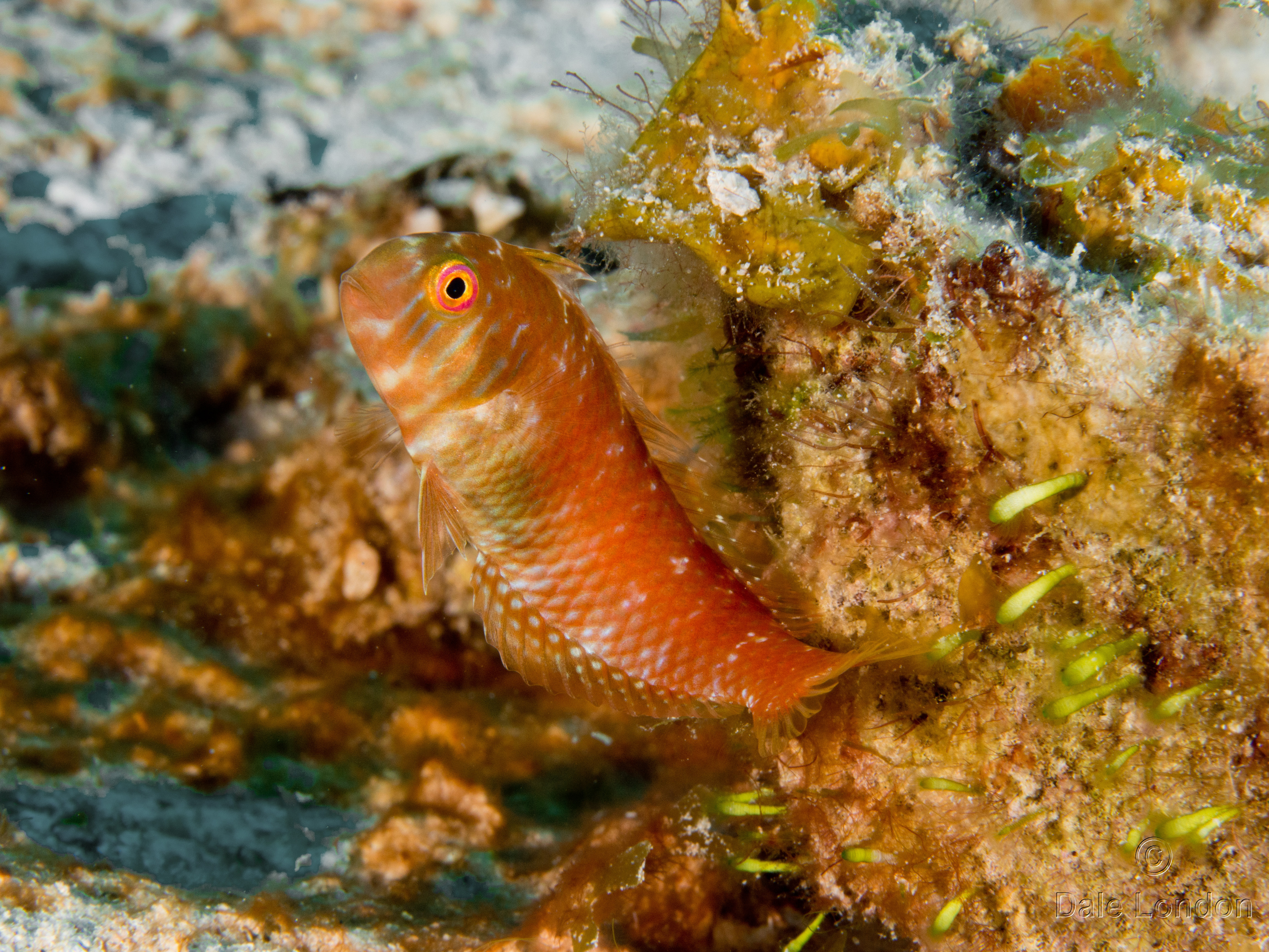 Coz May 2016 Blenny 001c