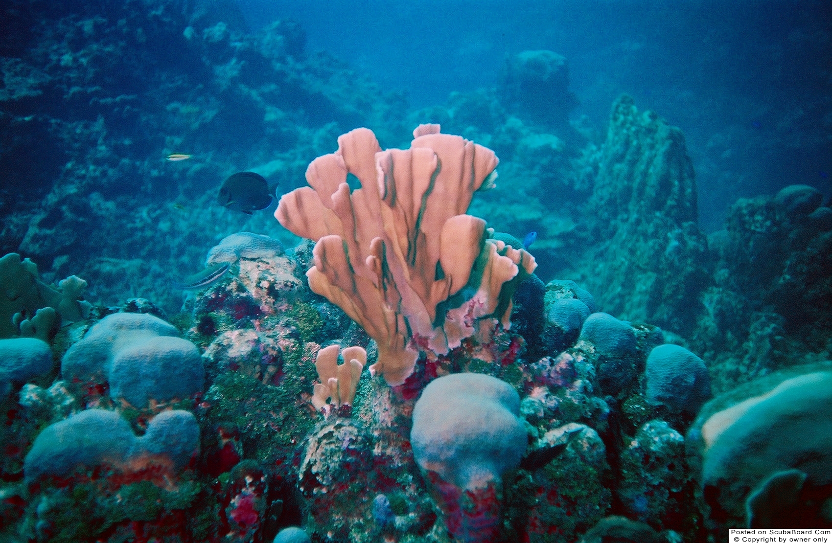 Cozumel Coral