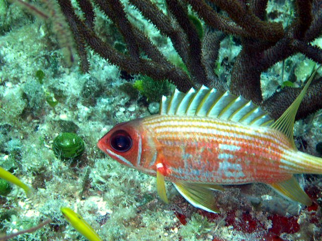 Cozumel Mexico, Palancar Reef