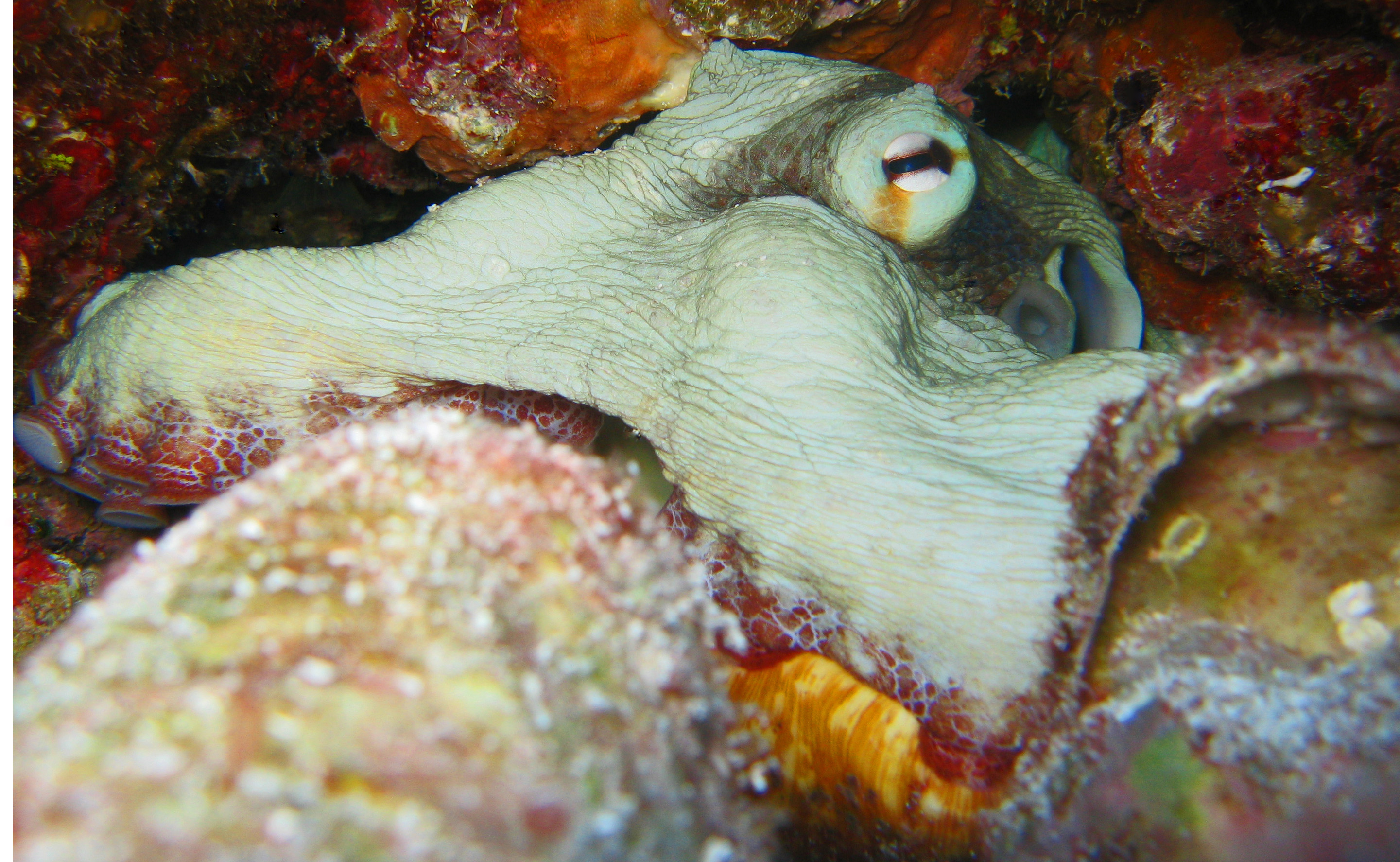 Cozumel octopus