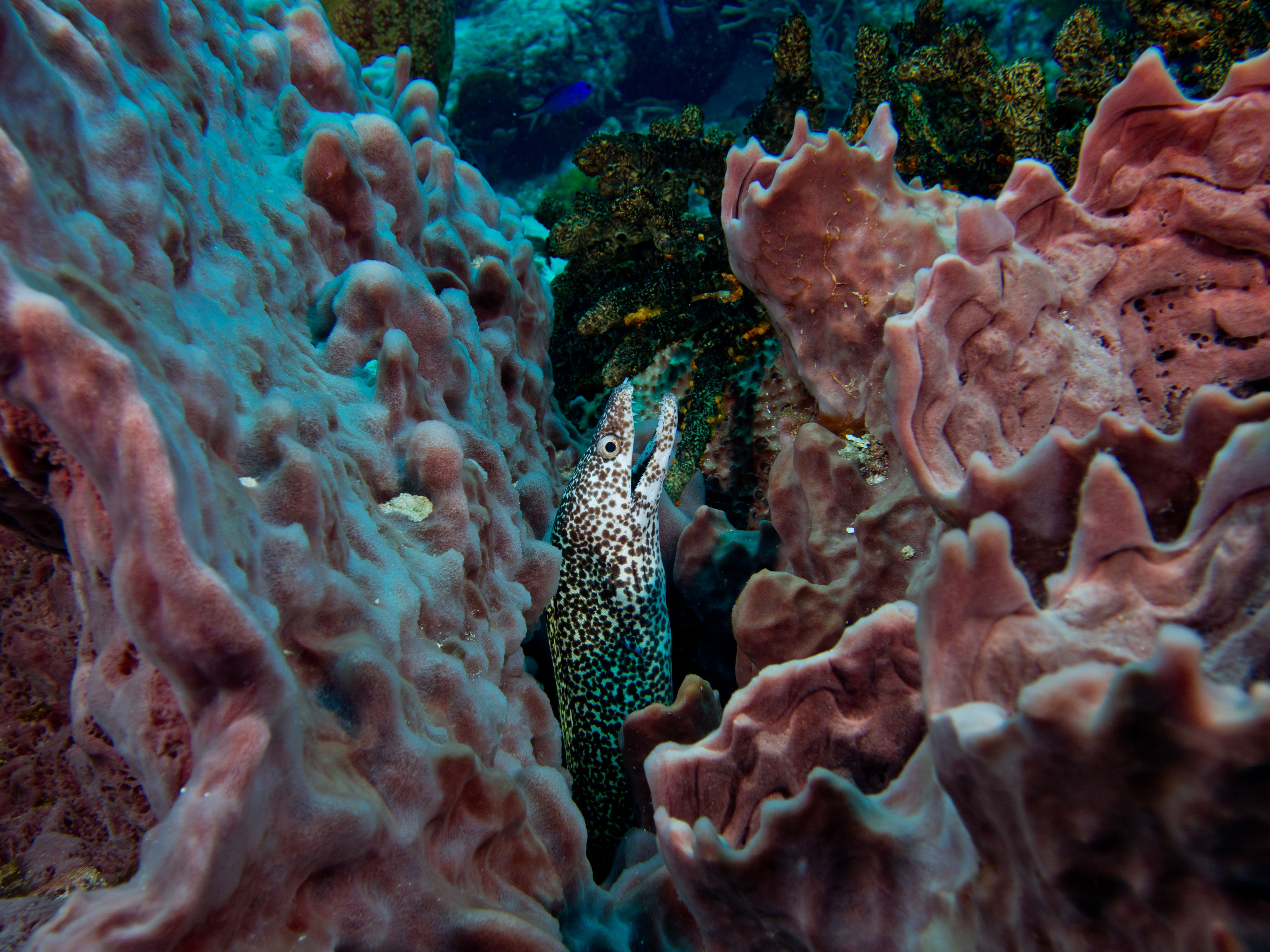Cozumel Spotted eel