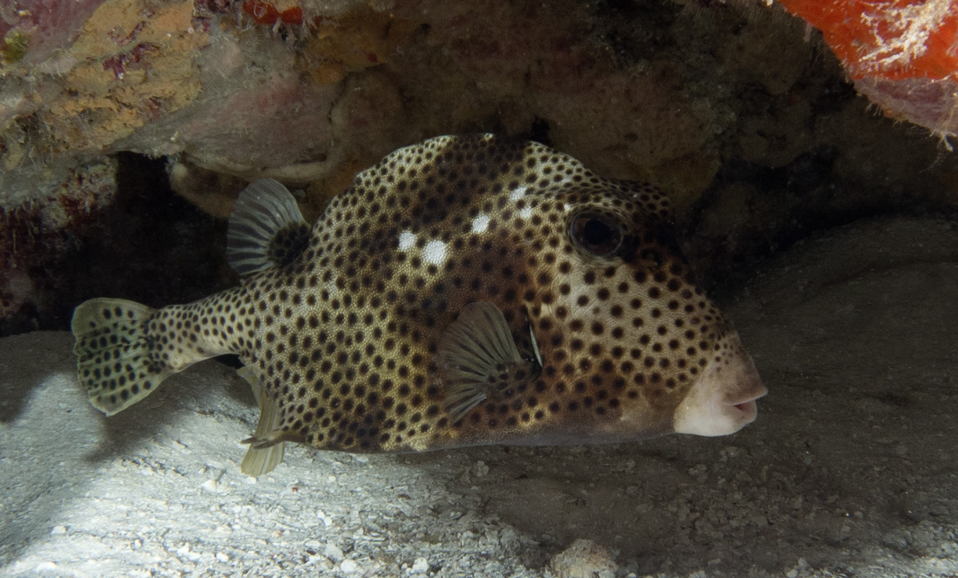 Cozumel Spotted Trunkfish